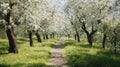 Pathway Through A Blossoming Orchard In Spring. Serene Nature Scene With Flowering Trees Royalty Free Stock Photo