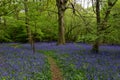 A Bluebell Wood in Sussex on a Spring Morning Royalty Free Stock Photo