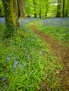 Pathway through a bluebell wood Royalty Free Stock Photo