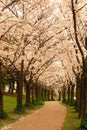 A pathway is bordered by canopied by Japanese Cherry Blossoms at Spencer Smith Park in Burlington, Ontario, Canada. Royalty Free Stock Photo
