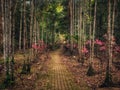 A pathway in Bukit Wang Recreational Forest in Jitra, Kedah, Malaysia.