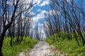 Pathway through burned bush along coastline at Cape Conran, Victoria, Australia. Royalty Free Stock Photo