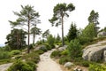 Coniferous forest pathway with trees and rocks isolated on white background Royalty Free Stock Photo