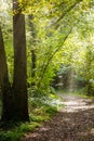A pathway covered by leaves in a dense forest with filtered rays Royalty Free Stock Photo