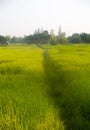 The Meadow Pathway