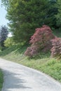 A parkland view in Yorkshire England