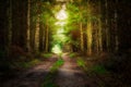 Pathway In The Dark Forest. Poland