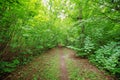Pathway in the deciduous park area in summer. Royalty Free Stock Photo