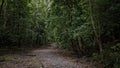 A Bushland Walking Track Royalty Free Stock Photo