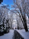 Pathway in a dense park covered in snow Royalty Free Stock Photo