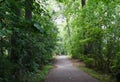 Pathway Through Elysian Woods Royalty Free Stock Photo