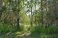 Pathway entrance to forest grove with sun rays. Royalty Free Stock Photo