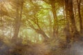 Pathway in a fairytale forest Royalty Free Stock Photo