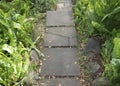 Pathway through the Ferns Royalty Free Stock Photo