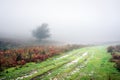 Pathway with fog Royalty Free Stock Photo