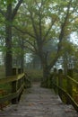 Pathway in the fog Royalty Free Stock Photo