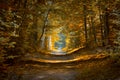 Pathway into the forest by an automn day Royalty Free Stock Photo