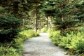 Pathway in forest in Cape Breton Highlands National Park
