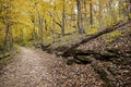 Pathway in a forest covered in trees and leaves during the autumn in Missouri Royalty Free Stock Photo