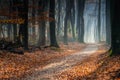 Pathway in a forest covered in trees and leaves under the sunlight in autumn Royalty Free Stock Photo