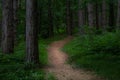 A pathway into the forest