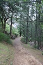 Pathway through forest Royalty Free Stock Photo