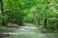 Pathway in the forest on on Janos Hill in Budapest, Hungary Royalty Free Stock Photo