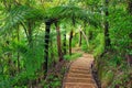 Pathway in the forest in New Zealand. Beautiful green trees and nice walkway. Traveling in New Zealand. NZ Hiking.