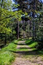 Pathway in the forest Royalty Free Stock Photo