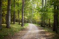 Pathway in a forest