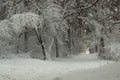 Fairytale road in winter snow-covered forest Royalty Free Stock Photo