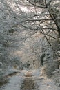 Pathway in the forest with snow