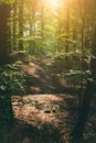Pathway in the forest with sunlight flares Royalty Free Stock Photo