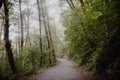 Pathway in a forest surrounded by trees and bushes under the sunlight Royalty Free Stock Photo