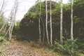 Pathway in a forest surrounded by trees and mosses covered in dry leaves Royalty Free Stock Photo