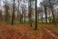 A View in Friston Forest in Sussex Royalty Free Stock Photo