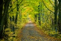 Pathway through the forest of trees