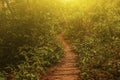 A pathway in forest with yellow light