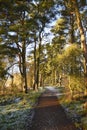 Path through Scots Pine trees on Loch Leven Heritage Trail, Scotland in winter Royalty Free Stock Photo