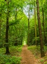 Glade at the end of track in green forest nature Royalty Free Stock Photo