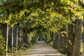 Pathway through grapevine Royalty Free Stock Photo