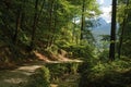 Pathway in green alpine forest along creek ravine