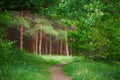 Pathway in green forest, nature scenic Royalty Free Stock Photo
