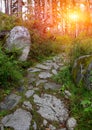 Pathway in green forest Royalty Free Stock Photo