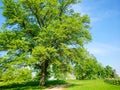 Beautiful maple tree in spring on a farm