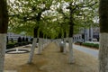 A pathway with green trees and sad with a water fountain at the Royalty Free Stock Photo