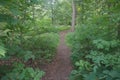 A pathway in the green woods in a summer sunny day Royalty Free Stock Photo