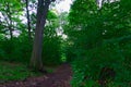 A pathway in the green woods in a summer sunny day at mountain,Mount Royal, Montreal Royalty Free Stock Photo