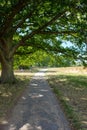 Pathway in Hampstead heath, surrounded by the gorgeous nature.