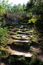 Steps on a path in Hogsback Region